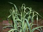 CHIVES SERPENT